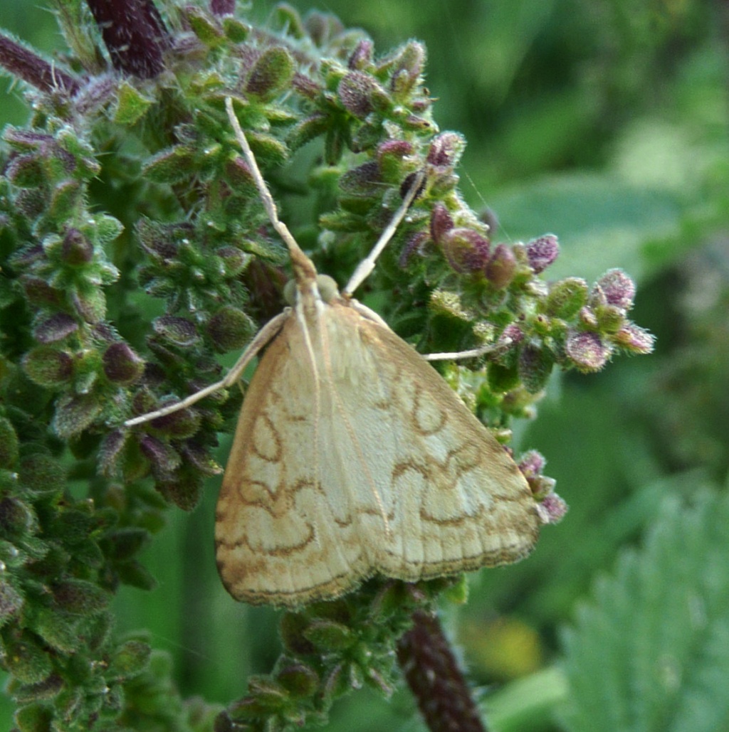 Udea lutealis | NatureSpot