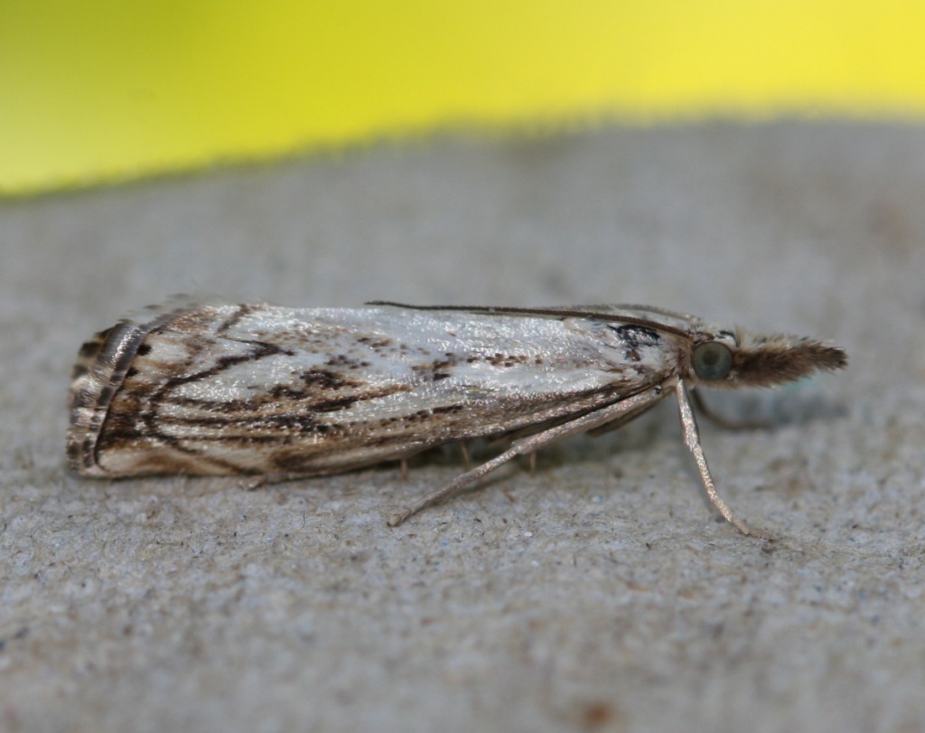 Catoptria falsella | NatureSpot