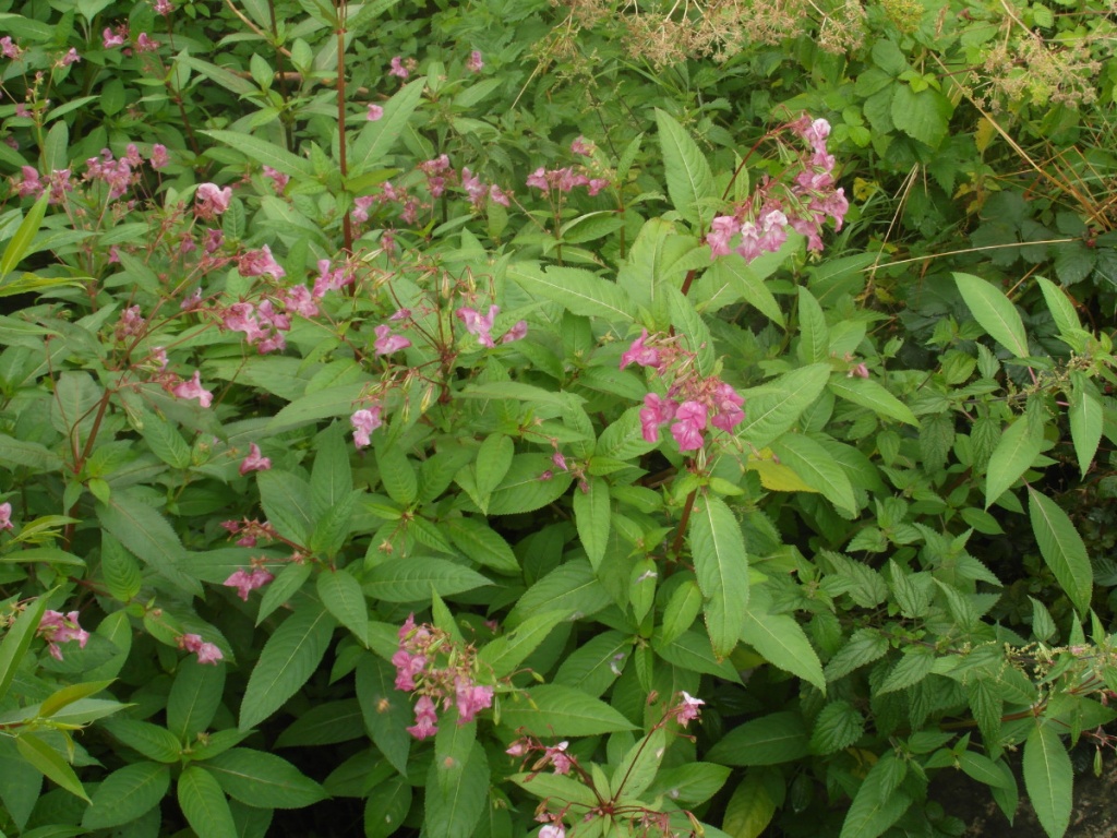 Himalayan Balsam | NatureSpot