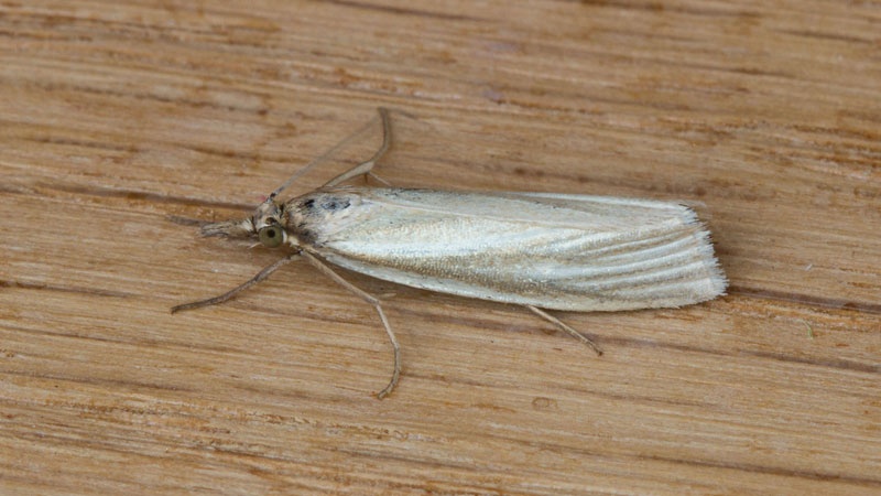 Crambus perlella | NatureSpot