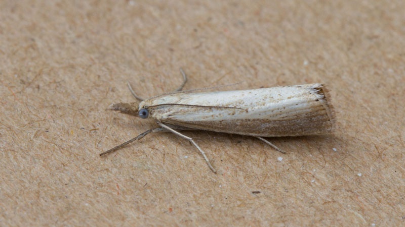 Agriphila straminella | NatureSpot