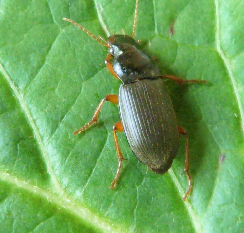 Strawberry Seed Beetle NatureSpot