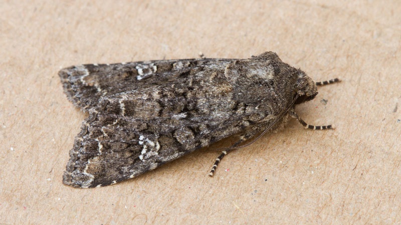 Cabbage Moth | NatureSpot