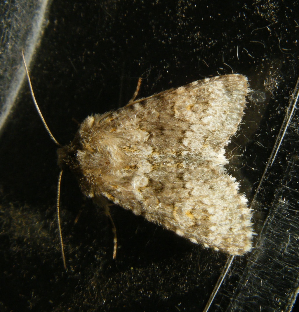 Small Ranunculus | NatureSpot