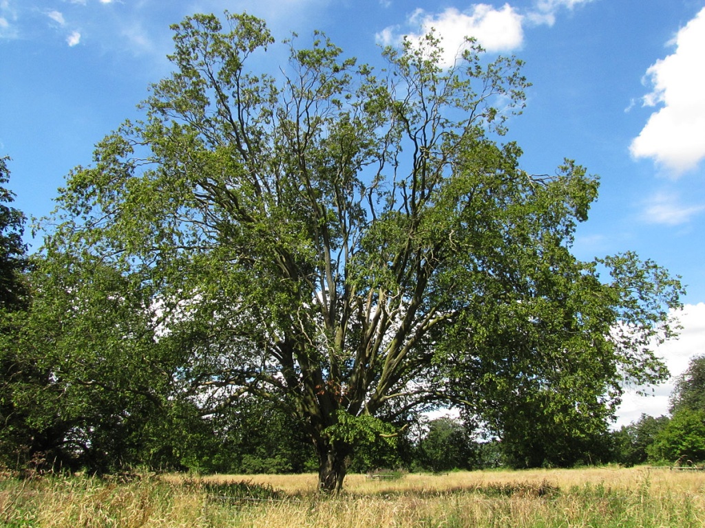 Hornbeam | NatureSpot