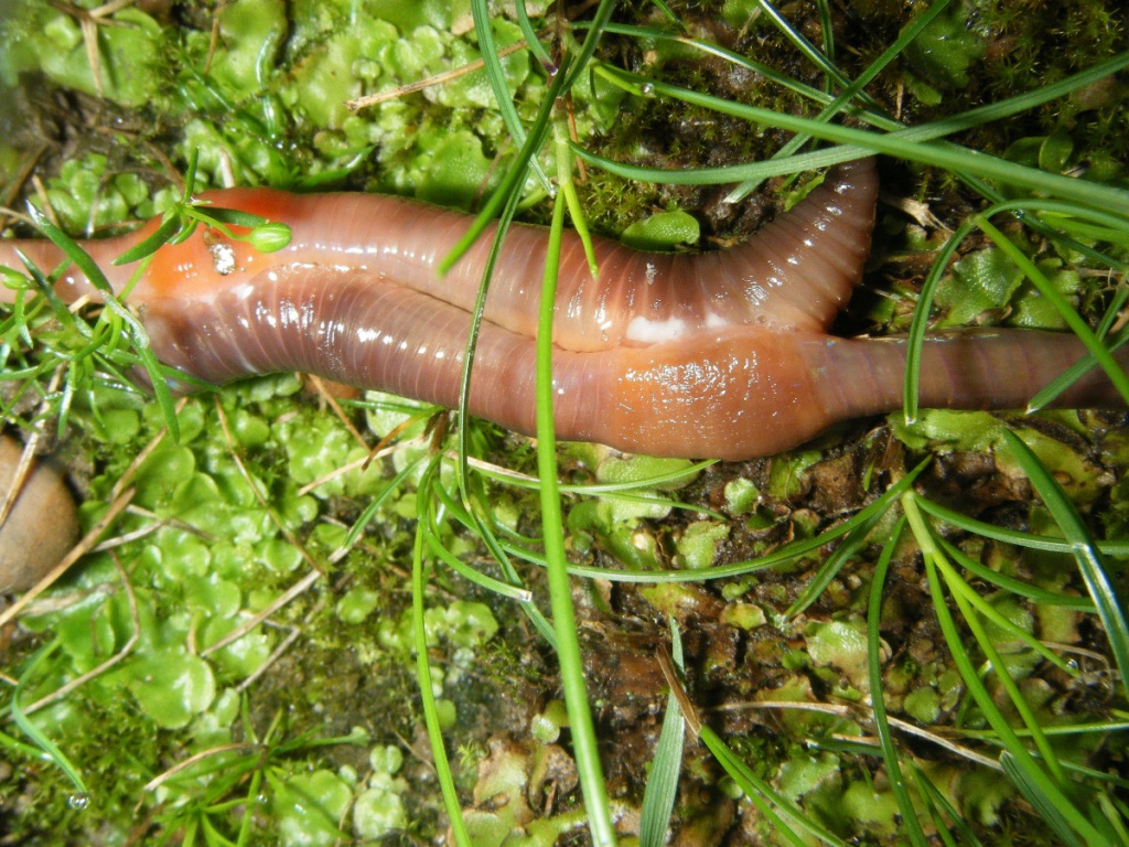 Common Earthworm | NatureSpot