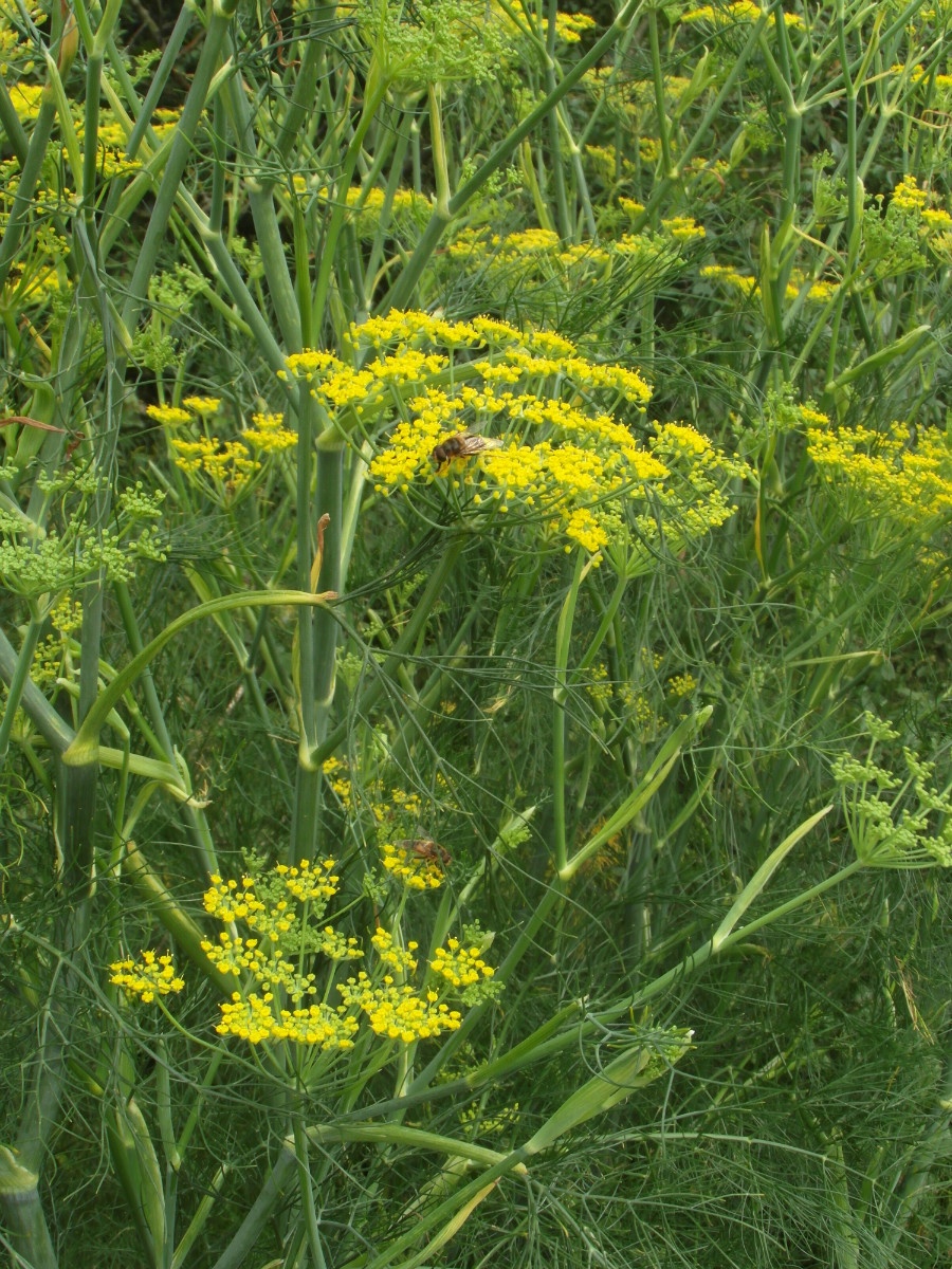 Fennel | NatureSpot