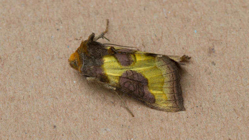 Burnished Brass  Butterfly Conservation