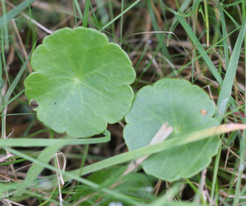 Pennywort