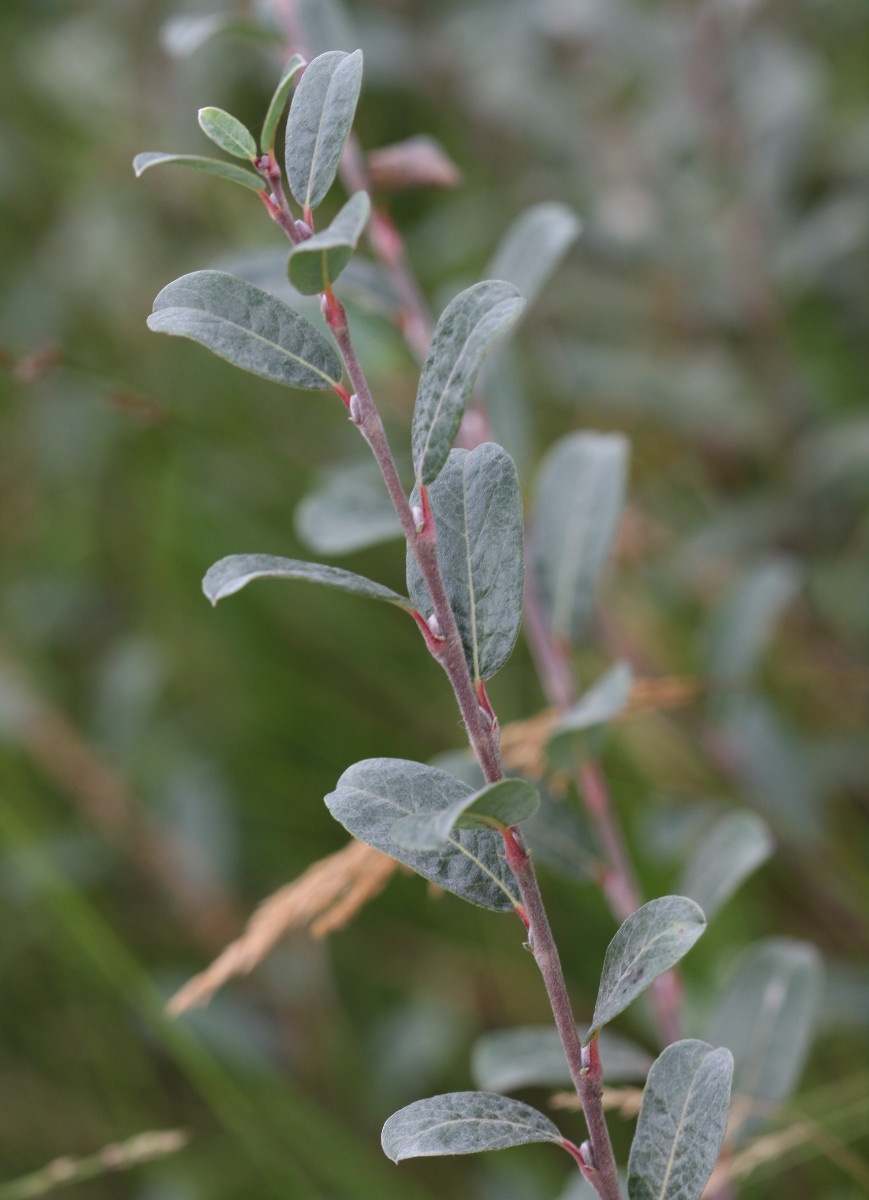 What Does Creeping Willow Mean at Mary Stubbs blog