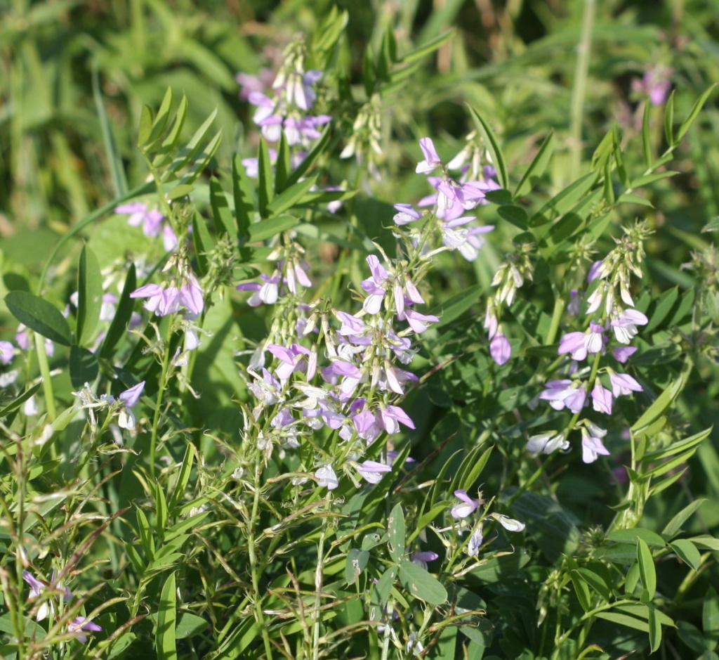 Goat's-rue | NatureSpot