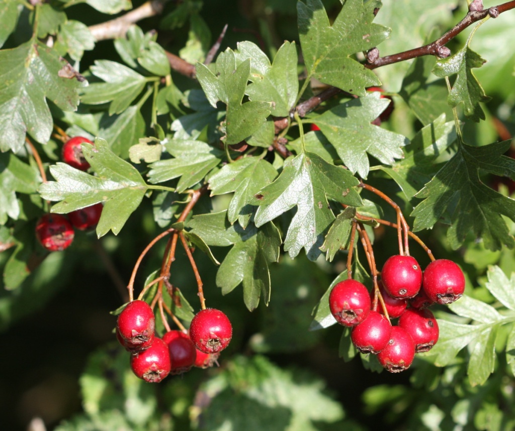 Hawthorn | NatureSpot