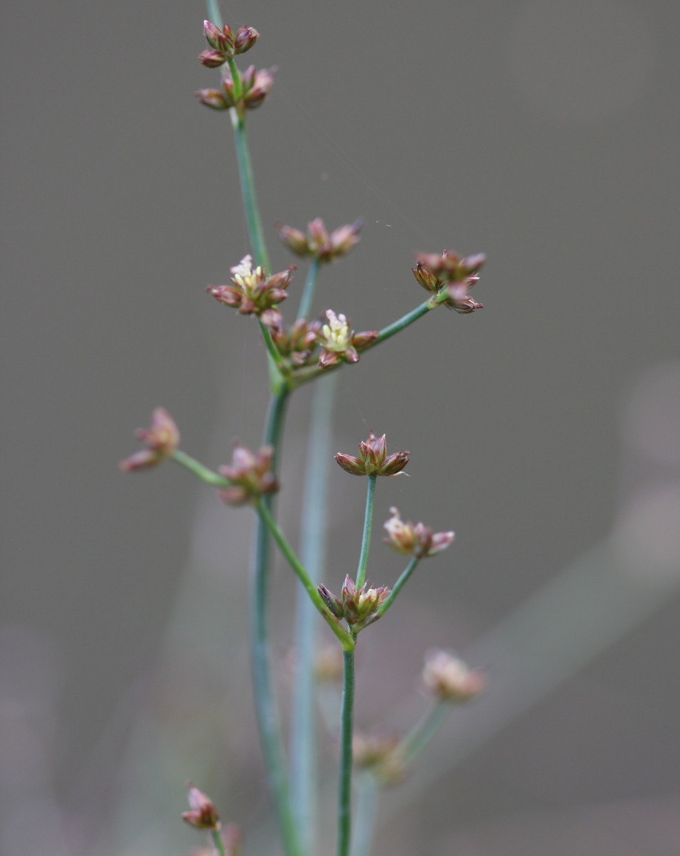 Jointed Rush NatureSpot