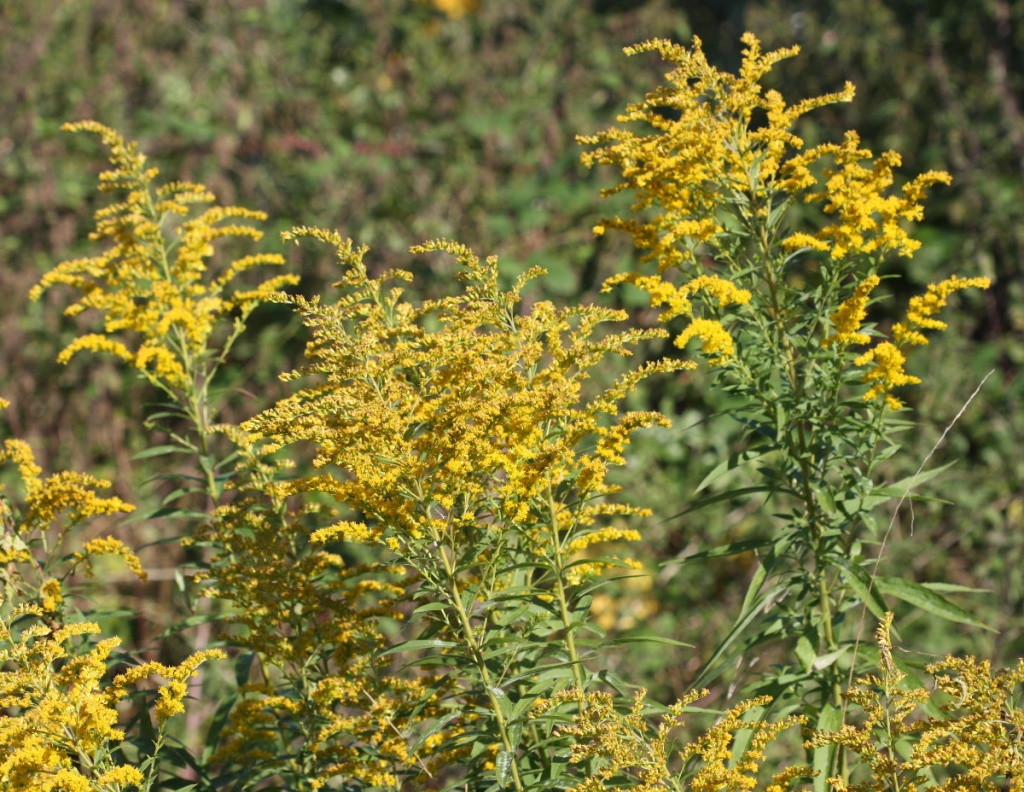 Canadian Goldenrod | NatureSpot