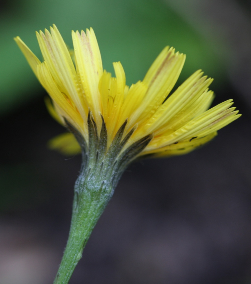 Autumn Hawkbit | NatureSpot