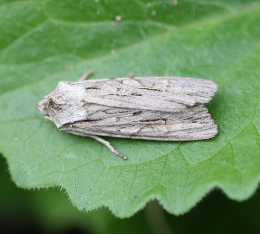 Blair's Shoulder-knot | NatureSpot