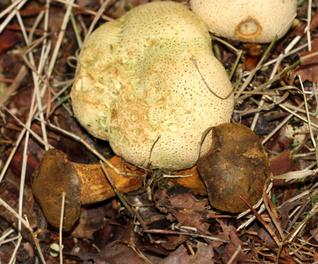 Parasitic Bolete | NatureSpot