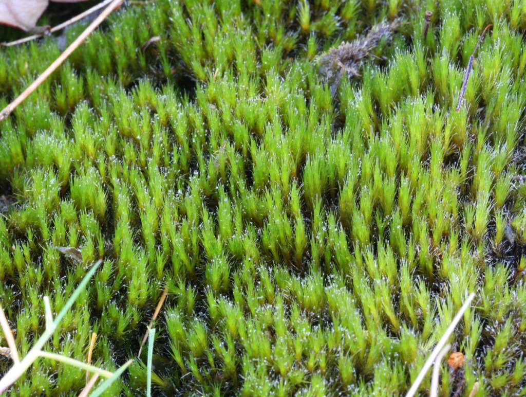 Heath Star Moss | NatureSpot