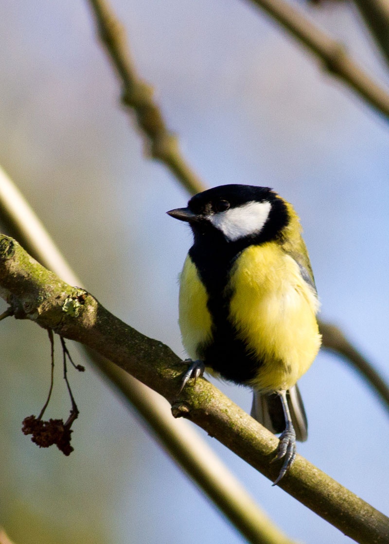 Great Tit Bird Facts (Parus major)