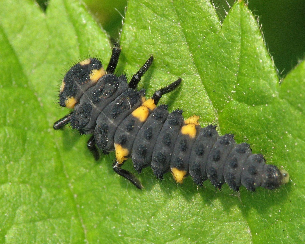 7 Spot Ladybird | NatureSpot