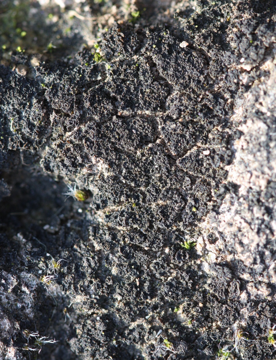Gelatinous Skin Lichen NatureSpot