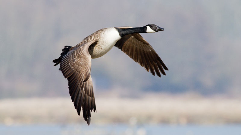 Canada goose clearance branta canadensis 200