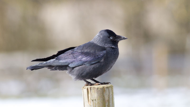 Jackdaw 