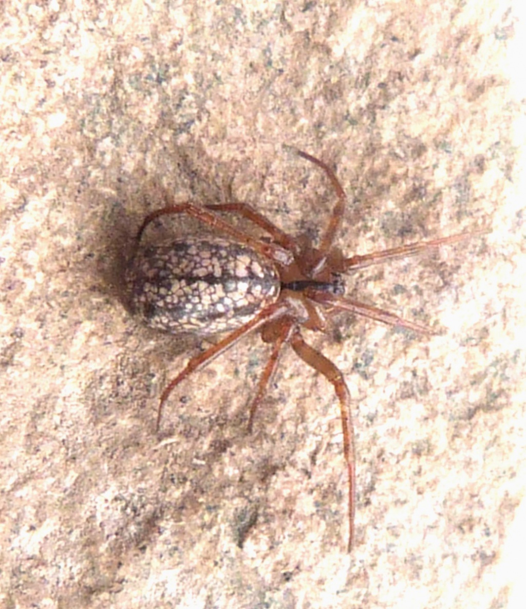 Horse-head spider | NatureSpot