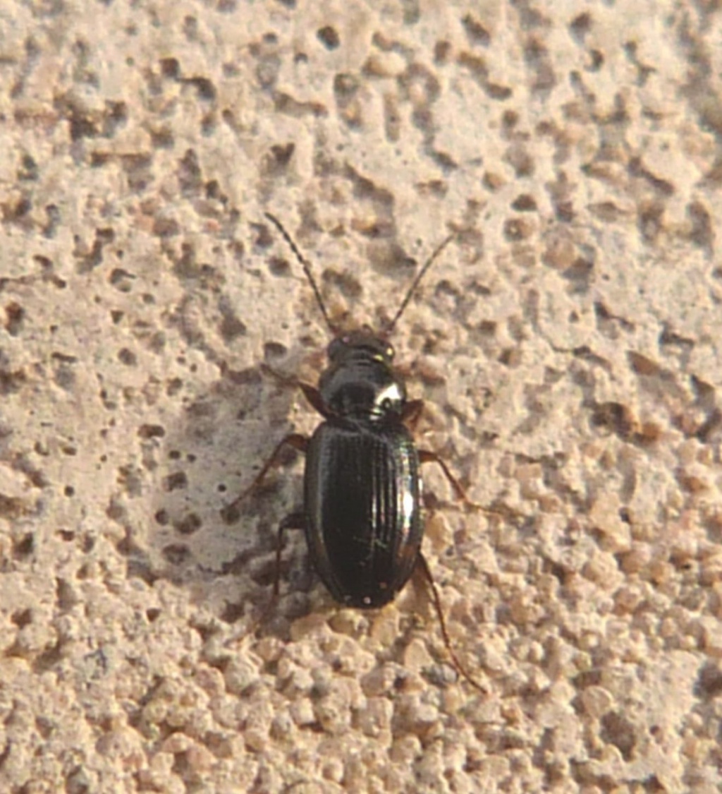 Bembidion guttula NatureSpot