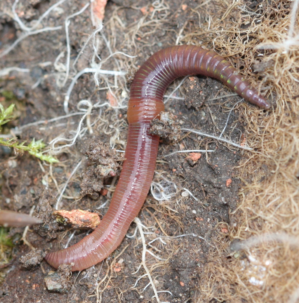 Fichier:Erithacus rubecula with earthworm, Roodborstje met regenworm.jpg —  Wikipédia