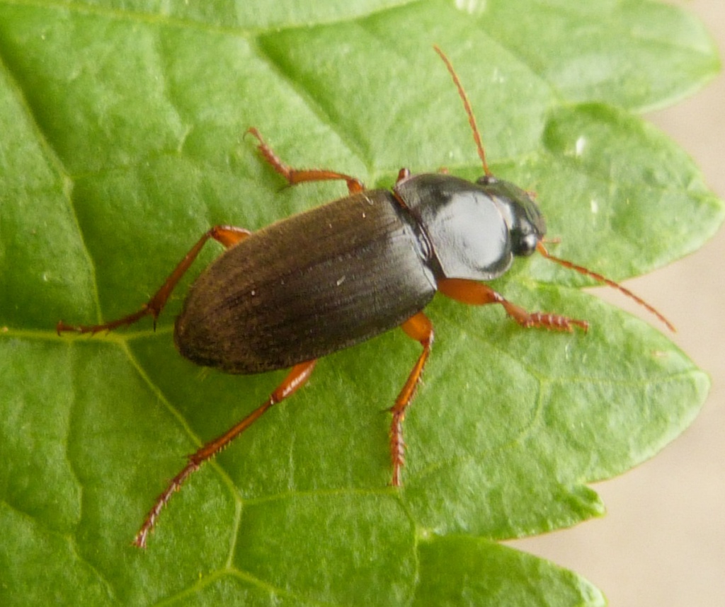 Strawberry Seed Beetle | NatureSpot