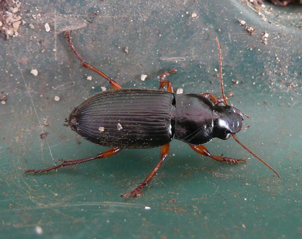 Strawberry Seed Beetle NatureSpot