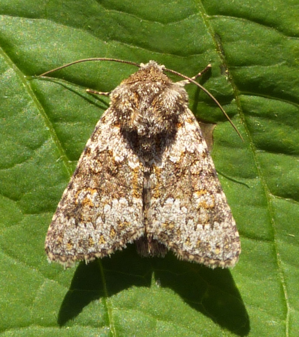 Small Ranunculus | NatureSpot