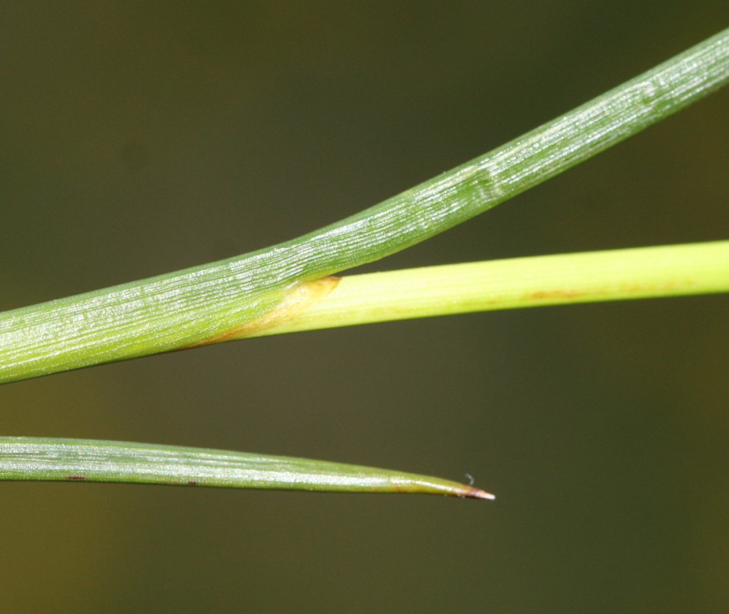 Jointed Rush NatureSpot