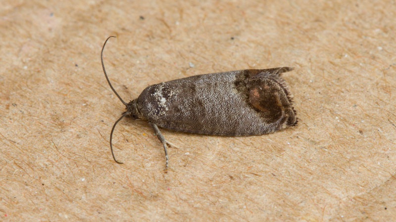 Codling Moth | NatureSpot