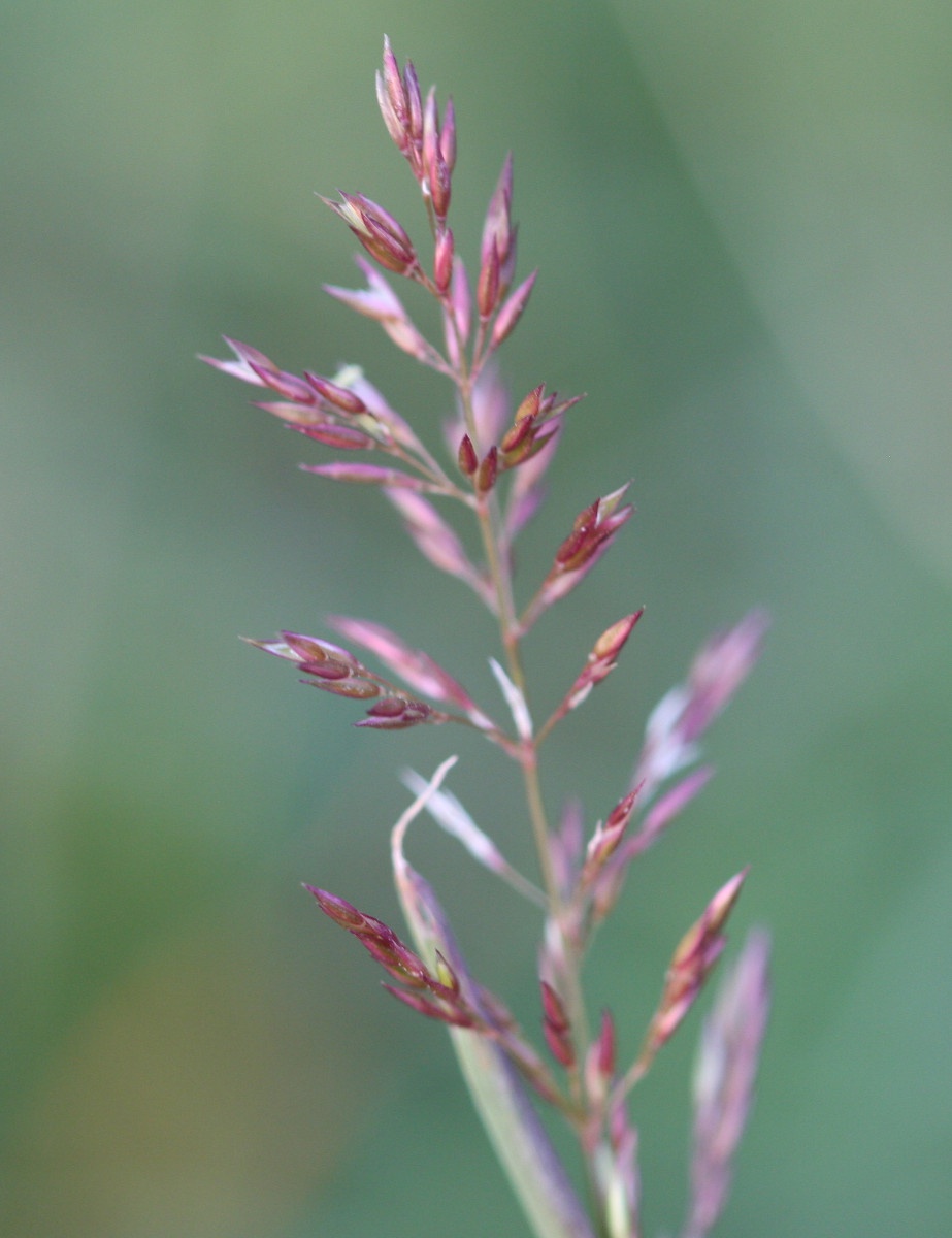 Creeping Bentgrass Identification