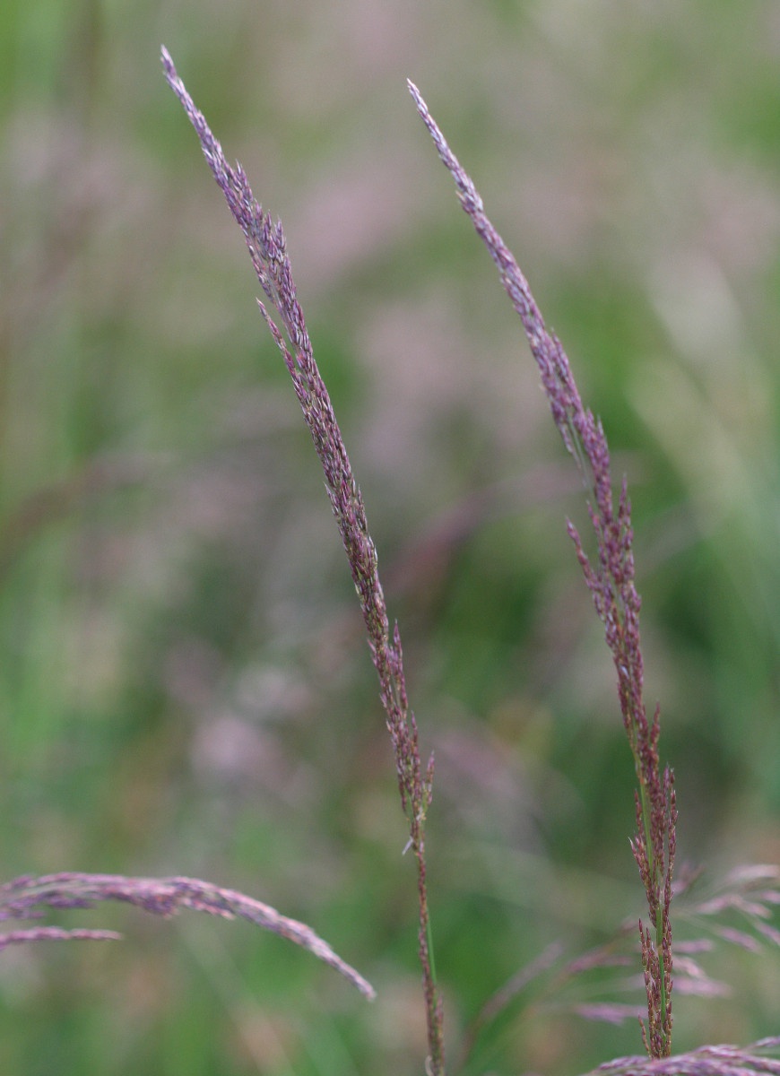 Purple moor new arrivals grass
