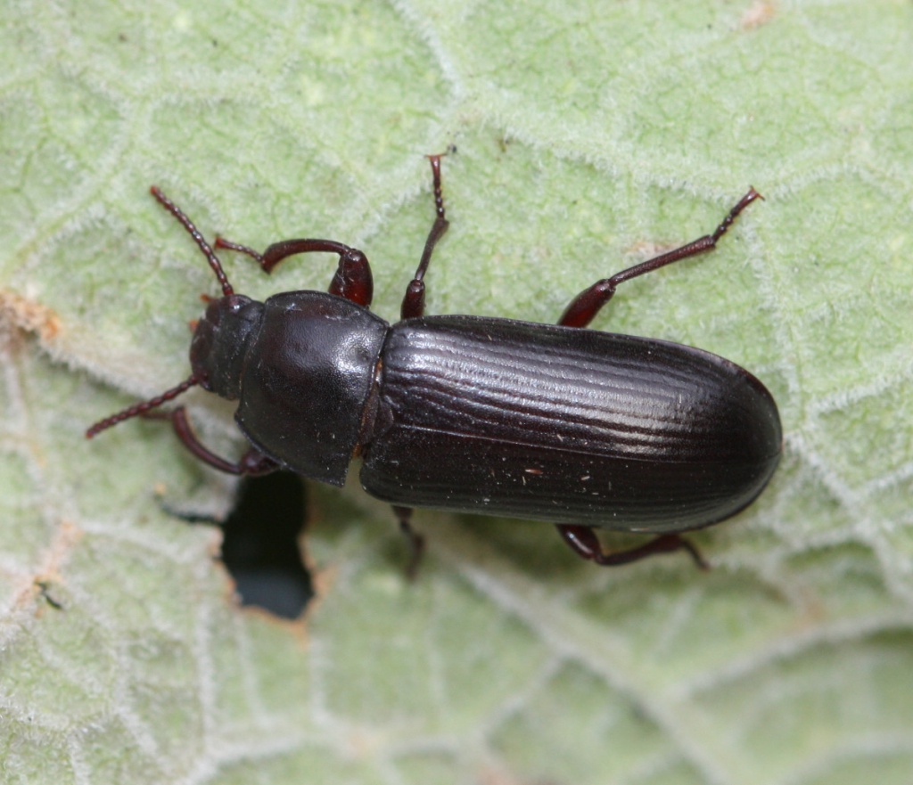 Mealworm Beetle NatureSpot