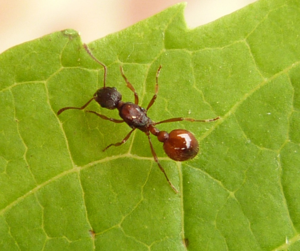 Fire Ant Queen Fire Ant Queen