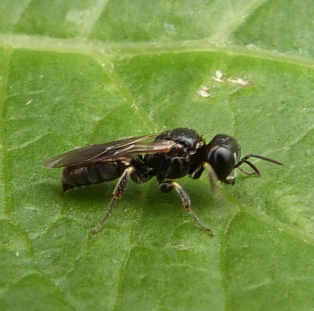 Lindenius albilabris | NatureSpot