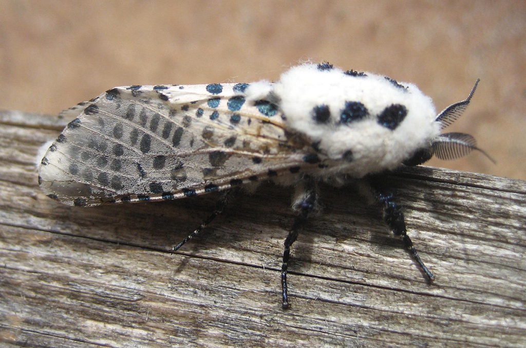 white leopard moth