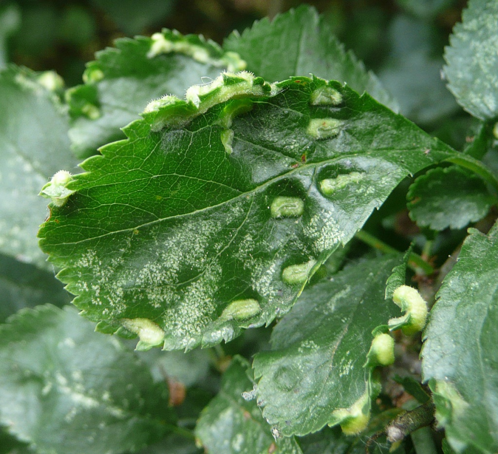 Eriophyes similis | NatureSpot