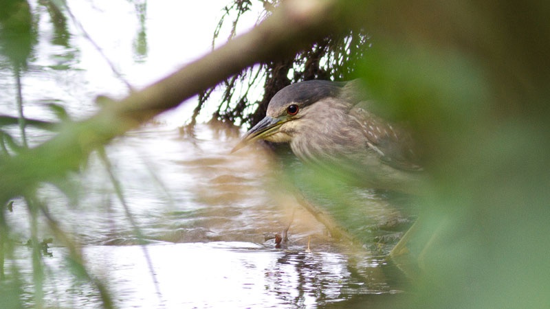 Black-crowned Night Heron | NatureSpot