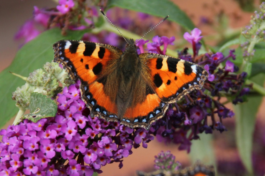 Small Tortoiseshell | NatureSpot