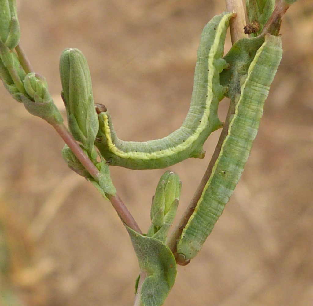 Small Ranunculus | NatureSpot