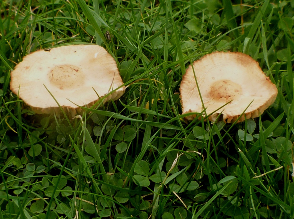 Fairy Ring Champignon NatureSpot