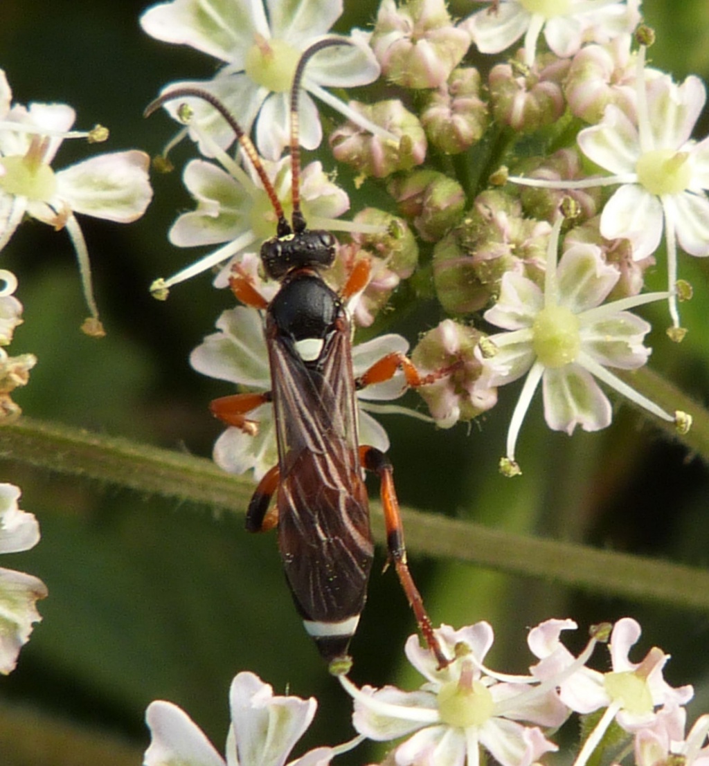 Ichneumon Sarcitorius NatureSpot