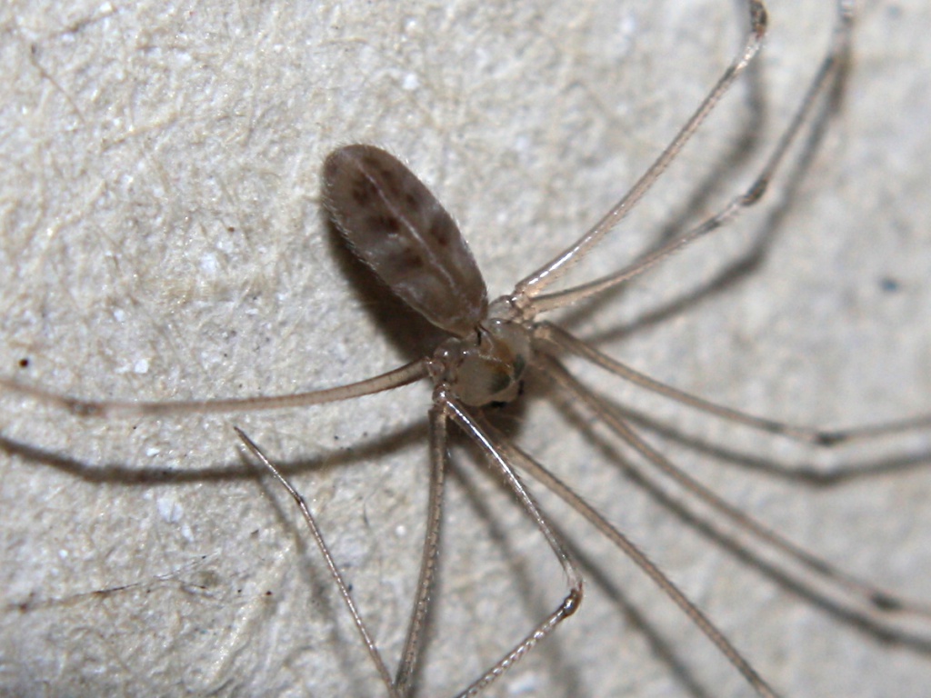 Cellar Spider | NatureSpot