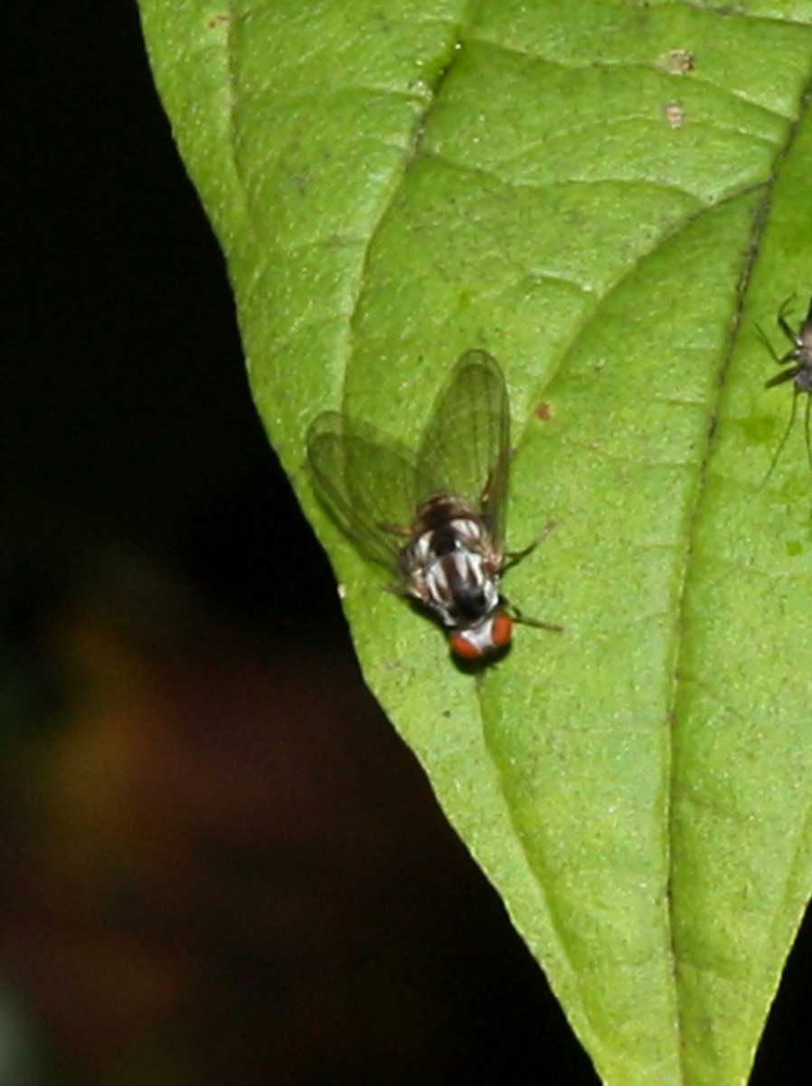 Polyporivora Picta Naturespot