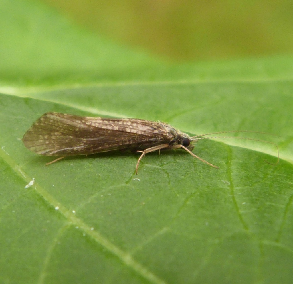 Cheumatopsyche lepida | NatureSpot